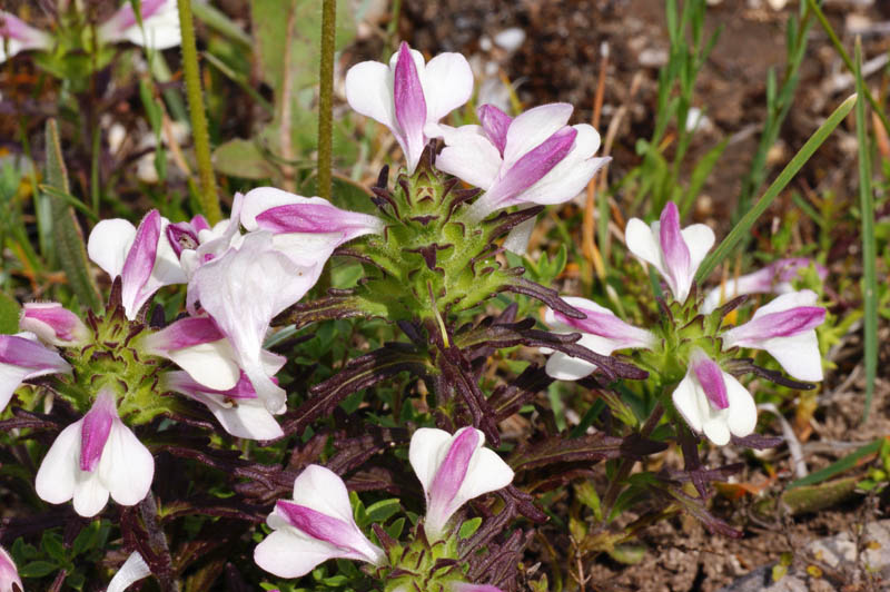 Bartsia trixago (= Bellardia trixago)